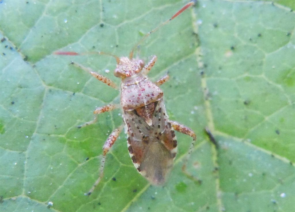Rhopalus subrufus neometamorfosato